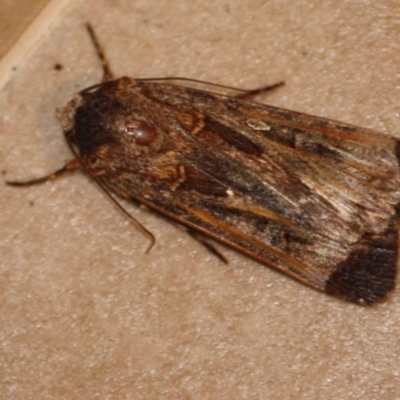 Agrotis munda (Brown Cutworm) at Hughes, ACT - 2 Oct 2019 by LisaH