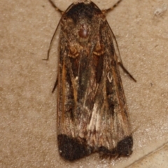 Agrotis munda at Hughes, ACT - 2 Oct 2019 08:23 PM