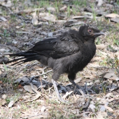 Corcorax melanorhamphos (White-winged Chough) at Federal Golf Course - 2 Oct 2019 by LisaH