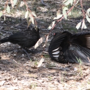 Corcorax melanorhamphos at Hughes, ACT - 2 Oct 2019