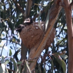 Corcorax melanorhamphos (White-winged Chough) at Hughes, ACT - 3 Oct 2019 by LisaH