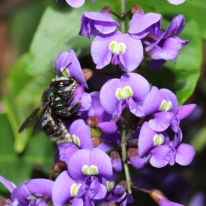 Xylocopa (Lestis) aerata at Acton, ACT - 3 Oct 2019 09:38 AM