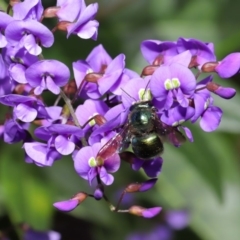 Xylocopa (Lestis) aerata at Acton, ACT - 3 Oct 2019 09:38 AM