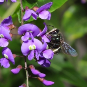 Xylocopa (Lestis) aerata at Acton, ACT - 3 Oct 2019 09:38 AM