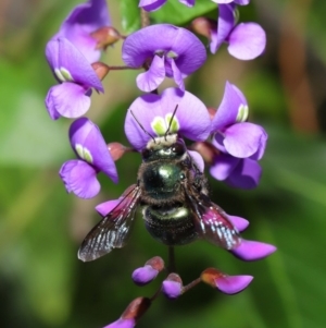 Xylocopa (Lestis) aerata at Acton, ACT - 3 Oct 2019 09:38 AM