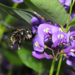 Xylocopa (Lestis) aerata at Acton, ACT - 3 Oct 2019 09:38 AM