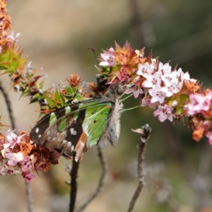 Graphium macleayanum at Acton, ACT - 3 Oct 2019