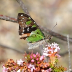 Graphium macleayanum at Acton, ACT - 3 Oct 2019