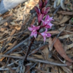 Dipodium roseum (Rosy Hyacinth Orchid) at Canyonleigh - 2 Oct 2019 by Margot