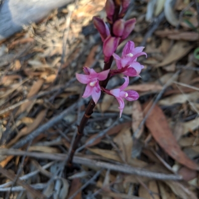 Dipodium roseum (Rosy Hyacinth Orchid) at Canyonleigh - 3 Oct 2019 by Margot