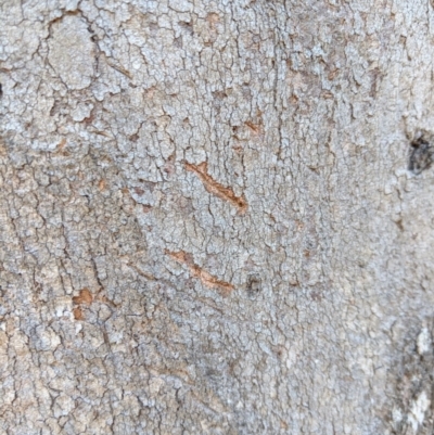 Unidentified Wombat or Koala at Canyonleigh, NSW - 3 Oct 2019 by Margot