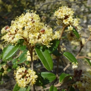 Pomaderris andromedifolia at Acton, ACT - 3 Oct 2019