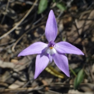 Glossodia major at Acton, ACT - 3 Oct 2019