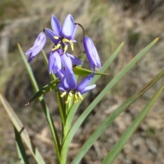 Stypandra glauca (Nodding Blue Lily) at ANBG South Annex - 2 Oct 2019 by RWPurdie