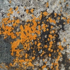 Caloplaca sp. (Firedot Lichen) at ANBG South Annex - 2 Oct 2019 by RWPurdie