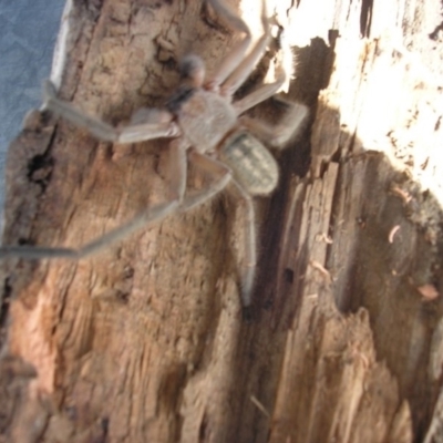 Delena cancerides (Social huntsman spider) at Bywong, NSW - 23 Aug 2019 by chrisft