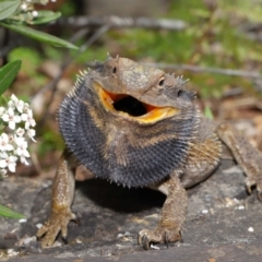 Pogona barbata (Eastern Bearded Dragon) at Acton, ACT - 2 Oct 2019 by TimL