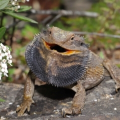 Pogona barbata at Acton, ACT - 2 Oct 2019