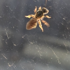 Lasioglossum (Chilalictus) sp. (genus & subgenus) (Halictid bee) at Aranda, ACT - 3 Oct 2019 by Jubeyjubes