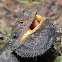 Pogona barbata (Eastern Bearded Dragon) at ANBG - 2 Oct 2019 by TimL