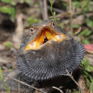 Pogona barbata at Acton, ACT - suppressed