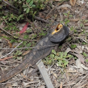 Pogona barbata at Acton, ACT - 2 Oct 2019