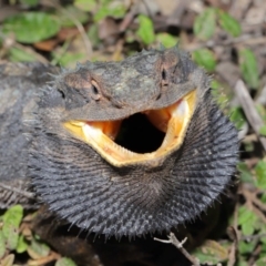 Pogona barbata at Acton, ACT - 2 Oct 2019