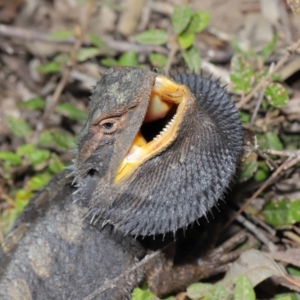 Pogona barbata at Acton, ACT - 2 Oct 2019