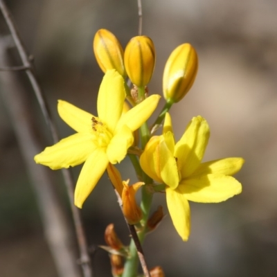 Bulbine bulbosa (Golden Lily, Bulbine Lily) at Deakin, ACT - 3 Oct 2019 by LisaH