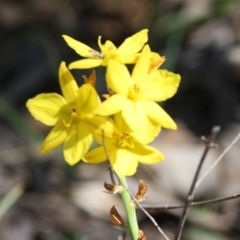 Bulbine bulbosa at Deakin, ACT - 3 Oct 2019