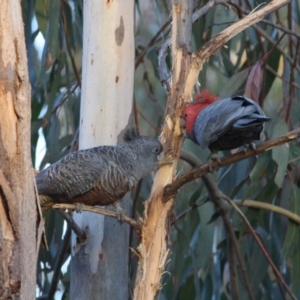 Callocephalon fimbriatum at Hughes, ACT - 2 Oct 2019