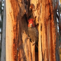 Callocephalon fimbriatum at Hughes, ACT - 2 Oct 2019