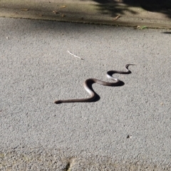 Pseudonaja textilis (Eastern Brown Snake) at Acton, ACT - 3 Oct 2019 by AaronClausen