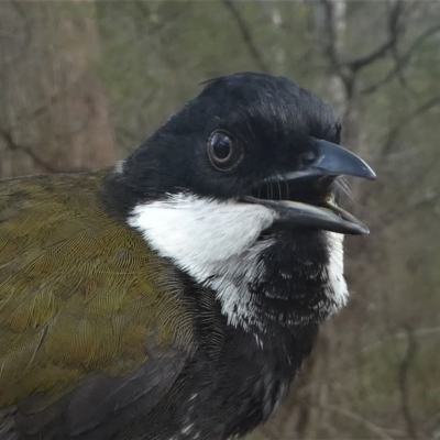 Psophodes olivaceus (Eastern Whipbird) at Mogendoura, NSW - 21 Sep 2019 by HarveyPerkins