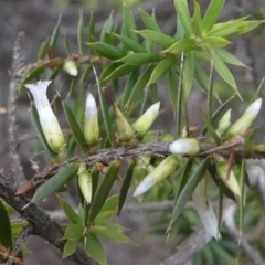 Leucopogon juniperinus (Long Flower Beard-Heath) at Mogendoura, NSW - 21 Sep 2019 by HarveyPerkins