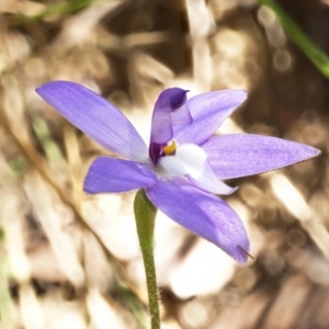 Glossodia major at Acton, ACT - 3 Oct 2019