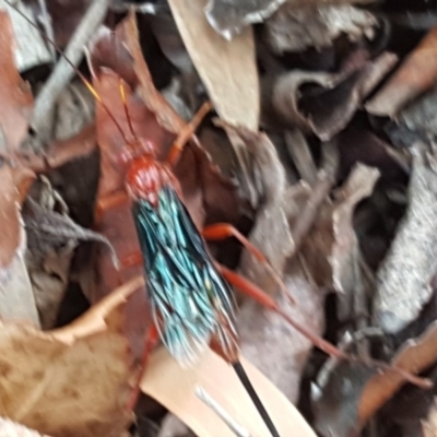 Lissopimpla excelsa (Orchid dupe wasp, Dusky-winged Ichneumonid) at Isaacs, ACT - 27 Sep 2019 by Mike