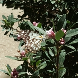 Belenois java at Isaacs, ACT - 1 Oct 2019 10:39 AM