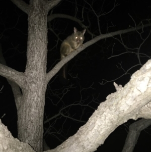 Trichosurus vulpecula at Hughes, ACT - 3 Oct 2019 11:17 PM