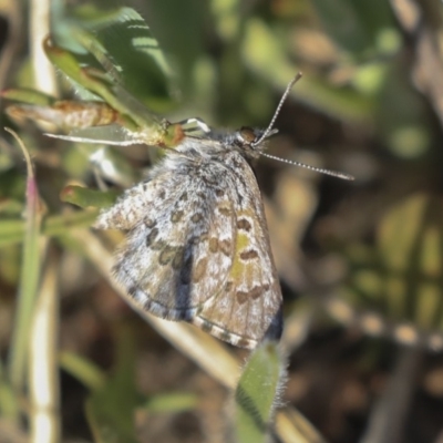 Lucia limbaria (Chequered Copper) at Hawker, ACT - 1 Oct 2019 by AlisonMilton