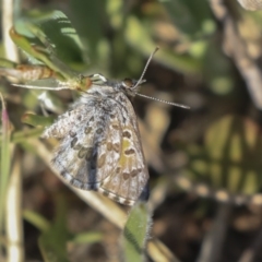 Lucia limbaria at Hawker, ACT - 1 Oct 2019