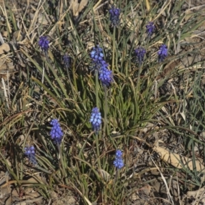 Muscari armeniacum at Hawker, ACT - 1 Oct 2019 04:04 PM