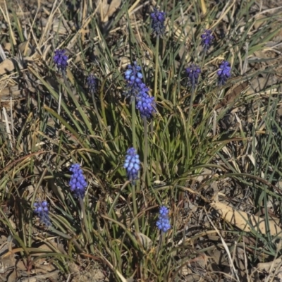 Muscari armeniacum (Grape Hyacinth) at Hawker, ACT - 1 Oct 2019 by AlisonMilton