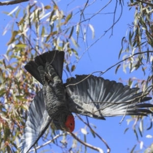 Callocephalon fimbriatum at Hawker, ACT - 1 Oct 2019