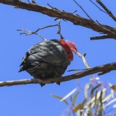 Callocephalon fimbriatum at Hawker, ACT - 1 Oct 2019