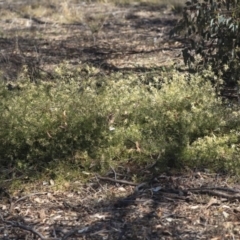 Clematis leptophylla at Hawker, ACT - 1 Oct 2019