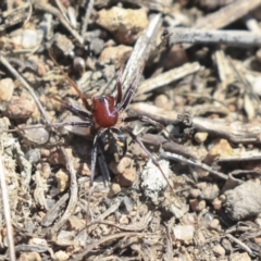 Habronestes bradleyi (Bradley's Ant-Eating Spider) at The Pinnacle - 1 Oct 2019 by AlisonMilton
