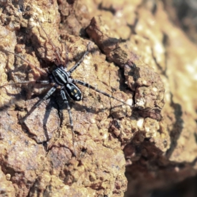 Nyssus coloripes (Spotted Ground Swift Spider) at The Pinnacle - 1 Oct 2019 by AlisonMilton