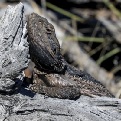 Pogona barbata (Eastern Bearded Dragon) at Hawker, ACT - 1 Oct 2019 by AlisonMilton