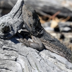 Pogona barbata at Hawker, ACT - 1 Oct 2019